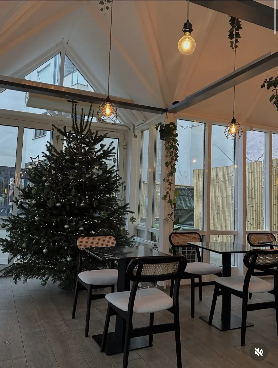 Wintergarten matchas Café Gießen mit Weihnachtsbaum und warmer Beleuchtung